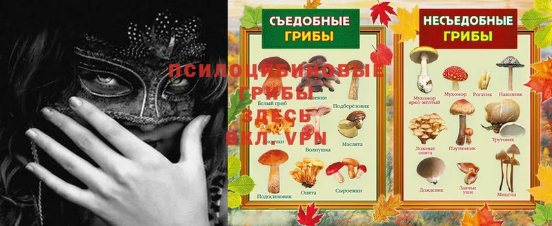 Псилоцибиновые грибы Psilocybe  блэк спрут ссылки  Каргополь 